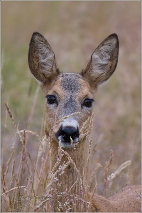 <p>SRNEC OBECNÝ (Capreolus capreolus)</p>